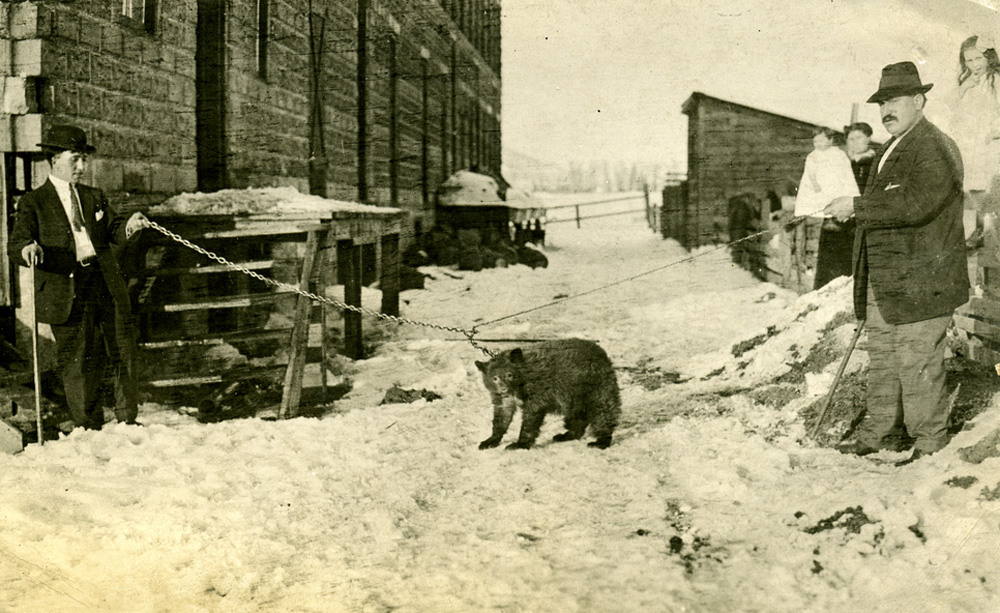 A bear cub on a leash held by two men.