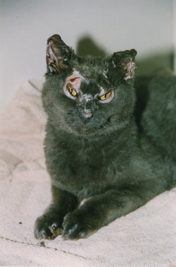 Scarred grey-black cat lies on an off-white towel.