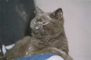 Grey cat with burn marks sits on a blue towel.