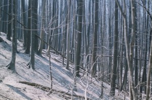 A stand of trees, burned but still standing. Ground covered with white ash.