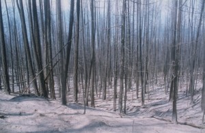 A burned stand of trees.
