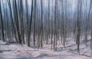 Groupe d'arbres incendiés encore debout.