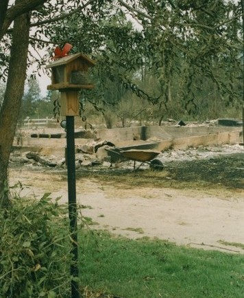 Mangeoire d'oiseau sous un arbre entouré de verdure. Derrière, une fondation, une brouette et de la cendre.