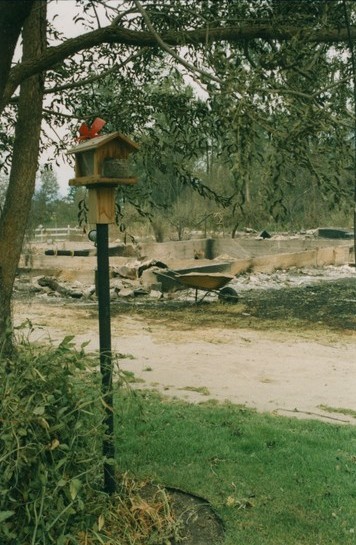 Bird house under a tree with greenery around it. Beyond is a foundation, wheel barrow and ash.