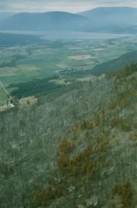 Vue aérienne d'une forêt incendiée. Fermes en arrière-plan.