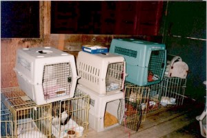 Chats dans des cages empilées deux de haut.