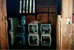 Cats in cages in a barn.