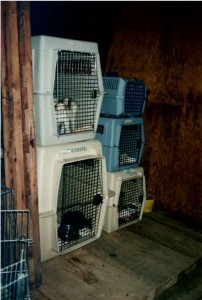 Cats in cages stacked two high.