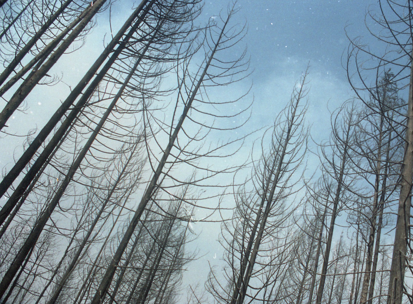 Stand of trees in a forest, burned.