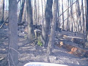 Nouvelle pousse verte dans une forêt incendiée.