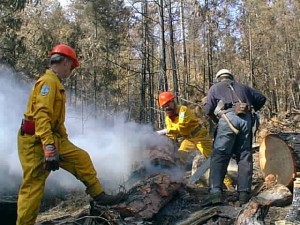 Ouvriers coupent un arbre qui brûle encore.