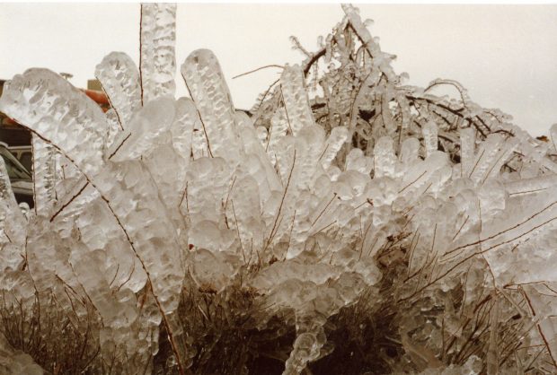 This photo shows the immense accumulation of ice on these stalks.
