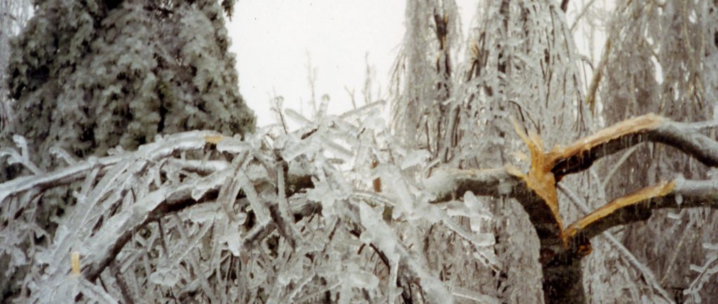 The ice increased the weight of the branches until they eventually break.