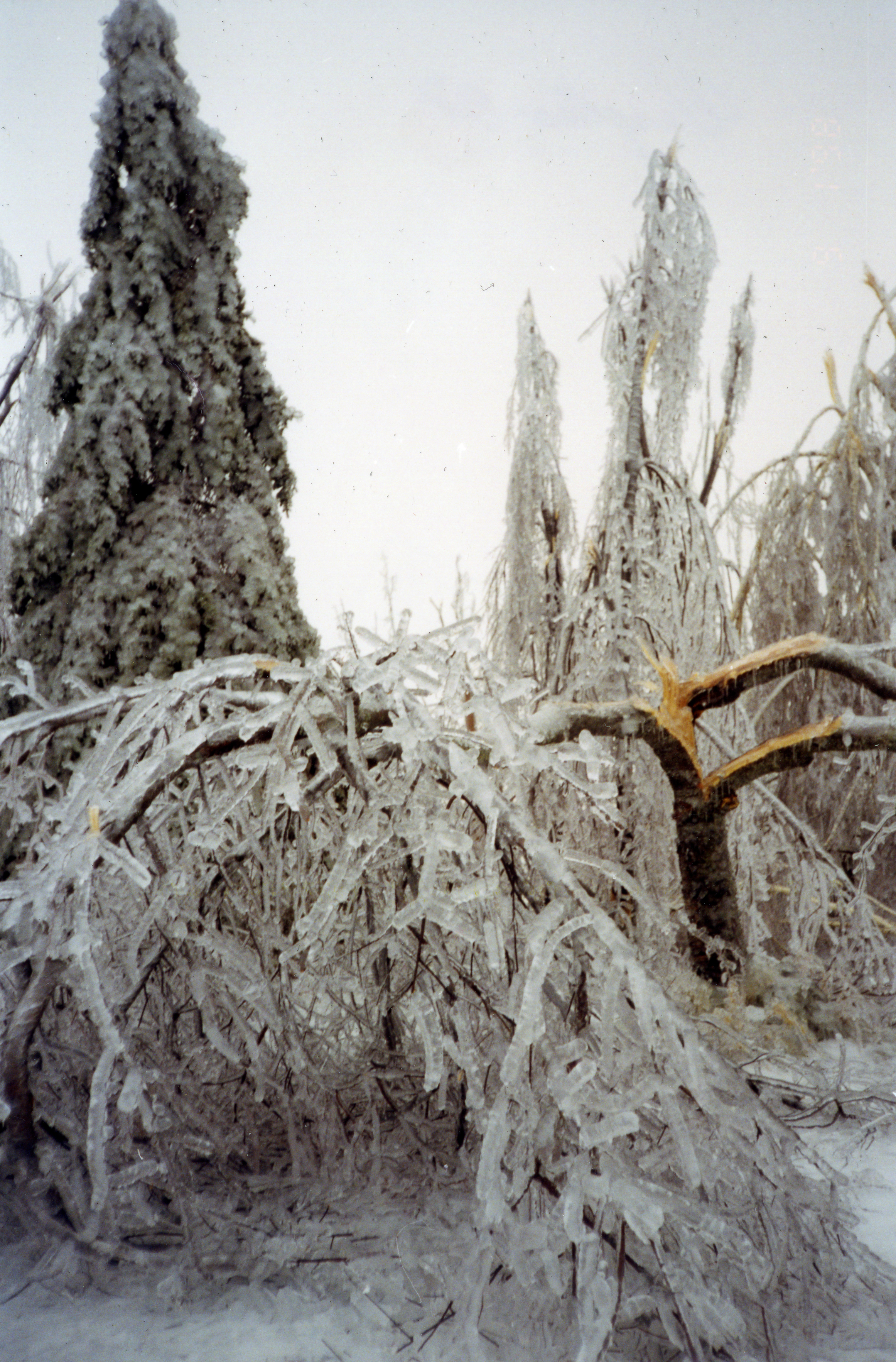 The ice increased the weight of the branches until they eventually break.