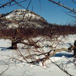 Devastated apple trees in Mont-Saint-Grégoire