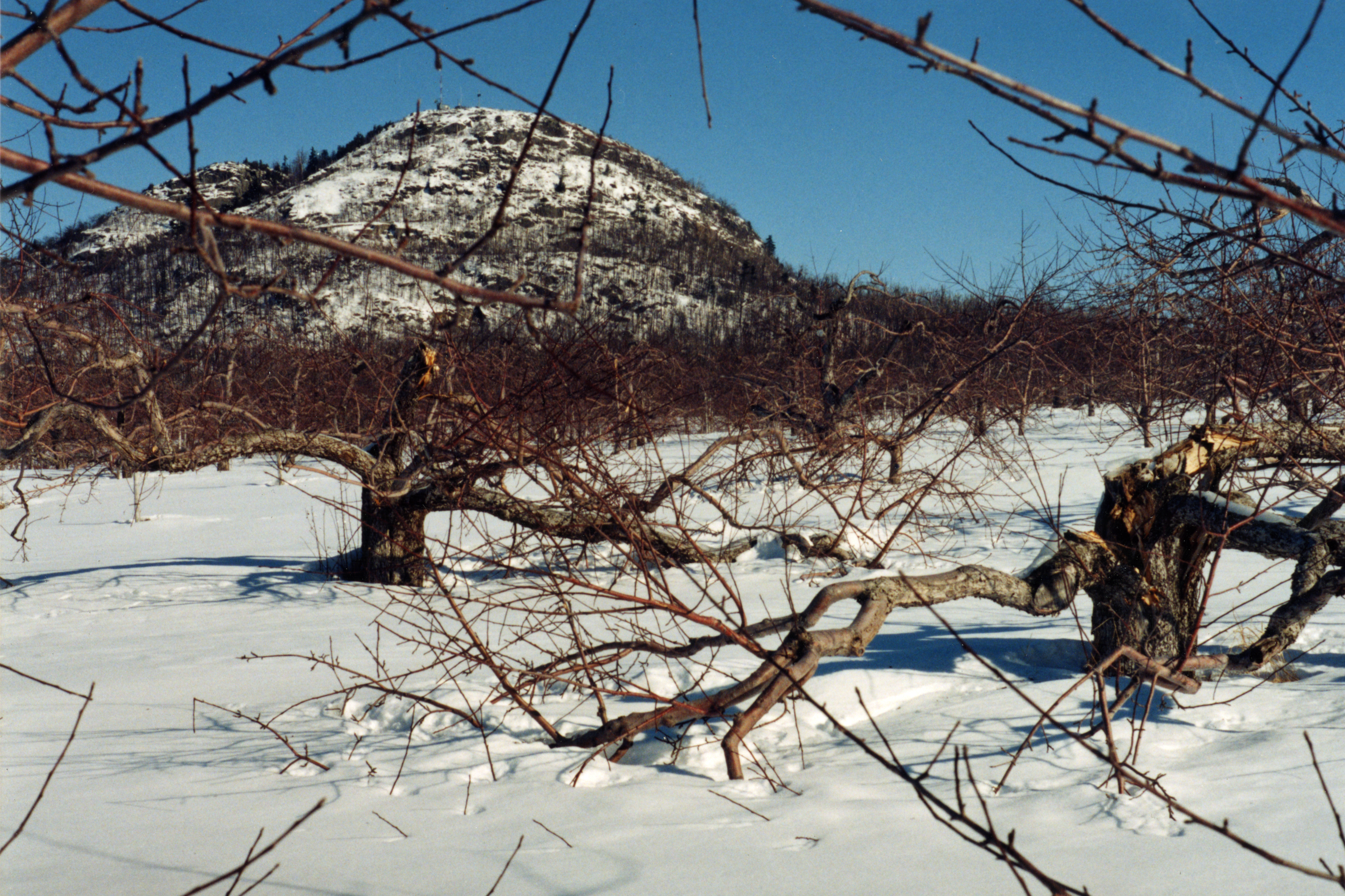 The appletrees broke under the weight of the ice at Mont-Saint-Grégoire.