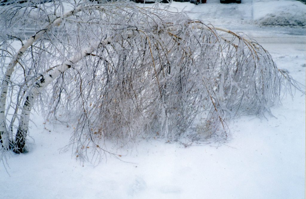 This imposing birch rested under the weight of the ice.