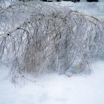 Birch trees bend under the ice