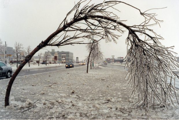 This tree was bending under the weight of the ice, Séminaire Boulevard.