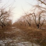 An orchard in Mont-Saint-Grégoire