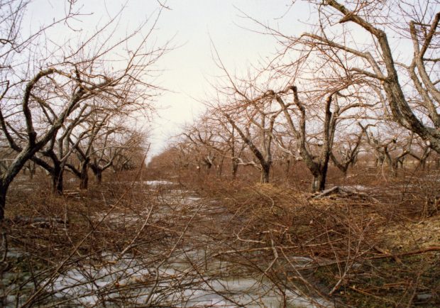 The orchards were devasted by the icestorm.