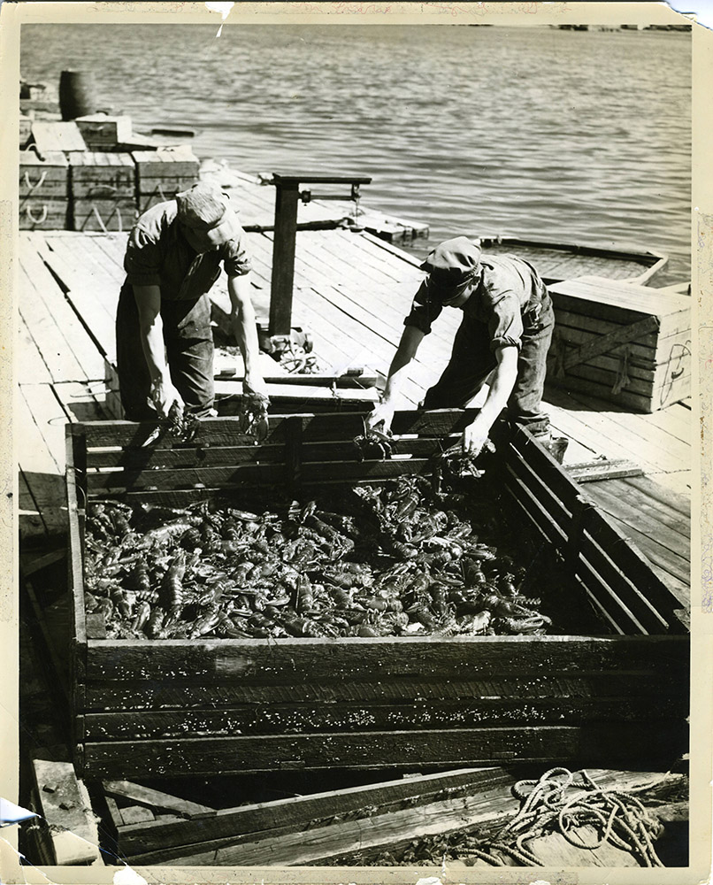 Black and white photograph of two men on a dock with lobsters in a large crate