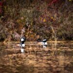 Two Hooded Mergansers, Grondines, 2021