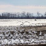 Snow geese feeding at Grondines, 2021