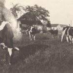 Herd of cows on a Grondines farm, circa 1940