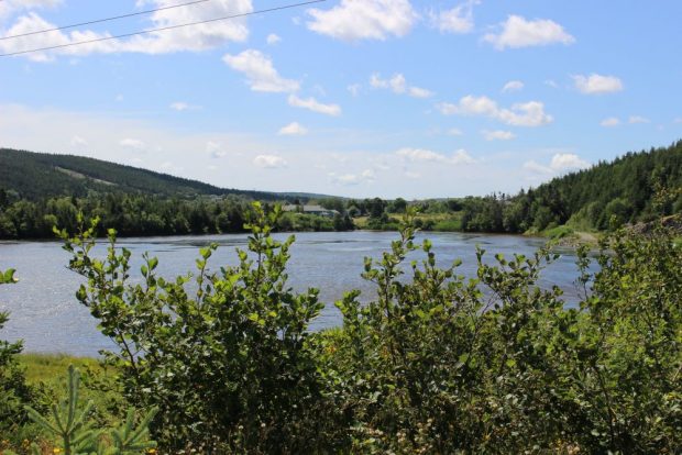 A colour photograph of the mouth of the Shearstown river in the summer surrounded by green shrubs and grass.