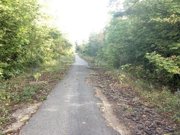 Colour image of asphalt trail with trees and undergrowth on either side