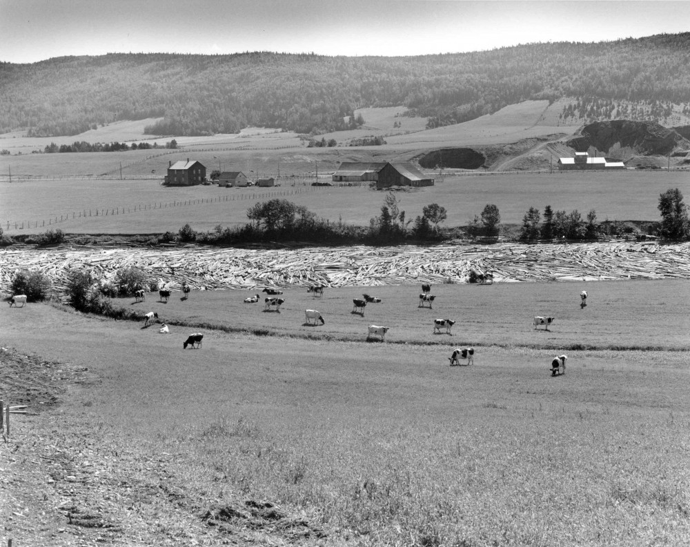 Silver print of a rural landscape crossed by the Metis River jammed by logs.