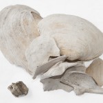 Fragments of White Bones and Mussel Shells