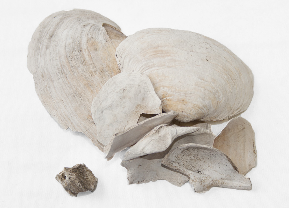 Fragments of white bones and mussel shells from the early 1800s.