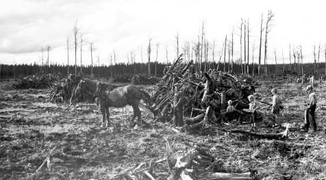 Clearing land to make way for fields and pastures is hard work that requires many hands and horses.