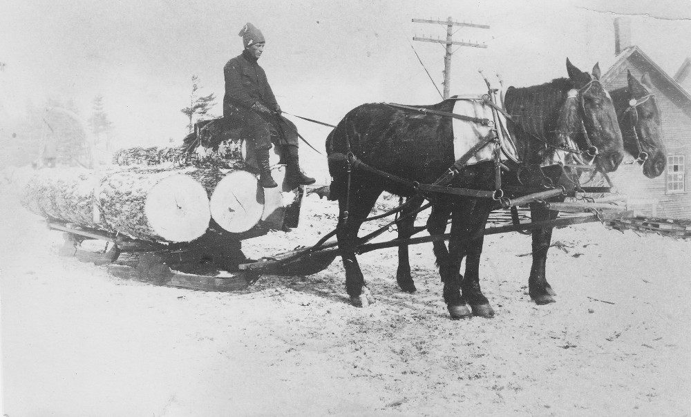 Two horses pull a sled on runners that is hauling big tree trunks.