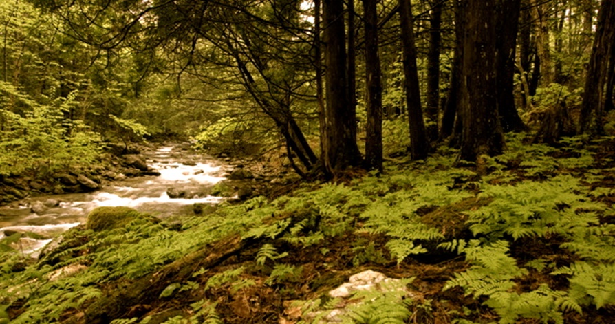 A shallow creek meanders runs through the ferns and trees.