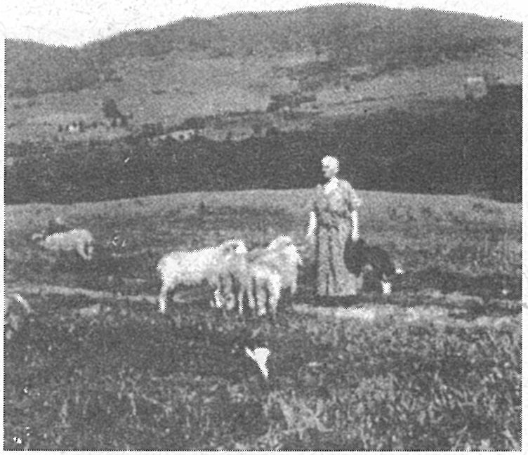 Queen Lill with some of the sheep on the farm where she retired in the mountains of Vermont in 1929.