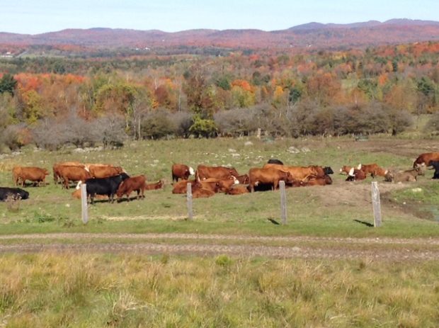 Cows and bulls graze peacefully in a pasture.