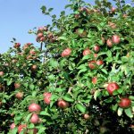 Apples from a Dwarf Fruit Tree