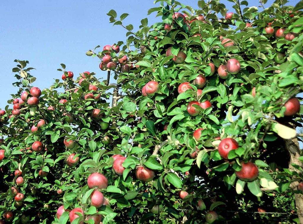 Colour photograph showing red-green apples still on the branches.