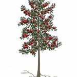 Graft of a Dwarf Apple Tree