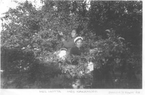 Two young women picking fruit from trees