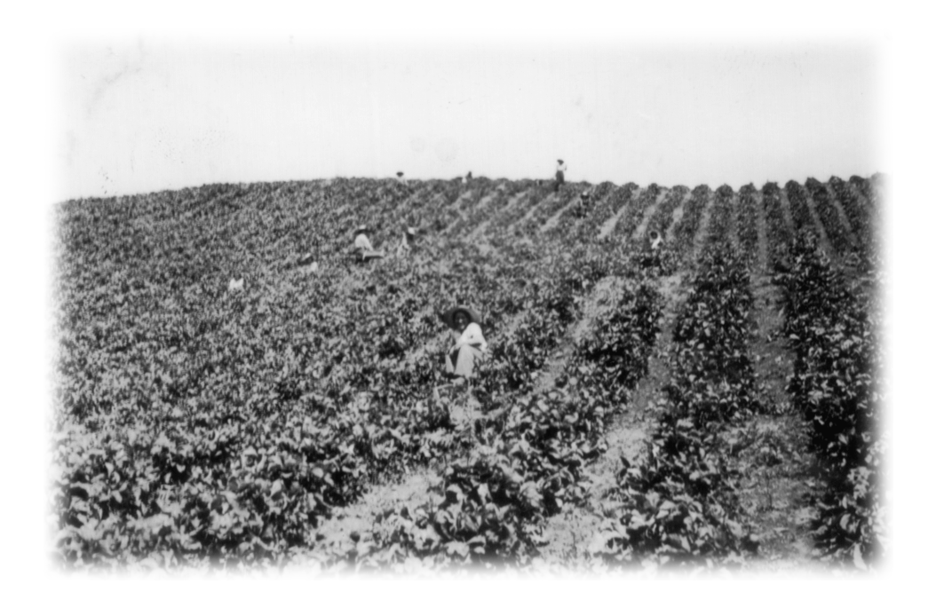 Several workers in a berry field