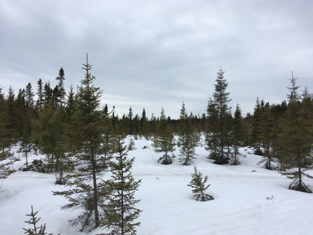 Pre-spring landscpae in Abitibi. A coniferous forest and snow on the ground. The sky is grey. Picture in color.