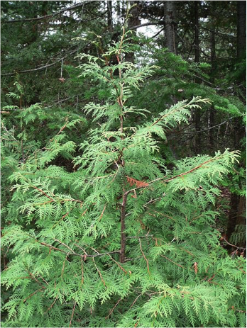 Close-up of a white cedar in the forest. Picture in color.