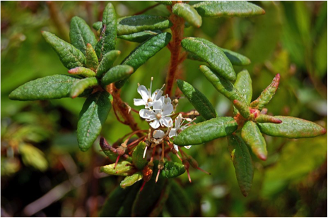 Close-up of a Labrador tea branch in bloom. Picture in color.