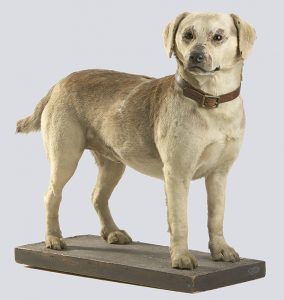 A taxidermied mixed-breed Golden Retriever wearing a leather collar and mounted on a brown plank of wood.