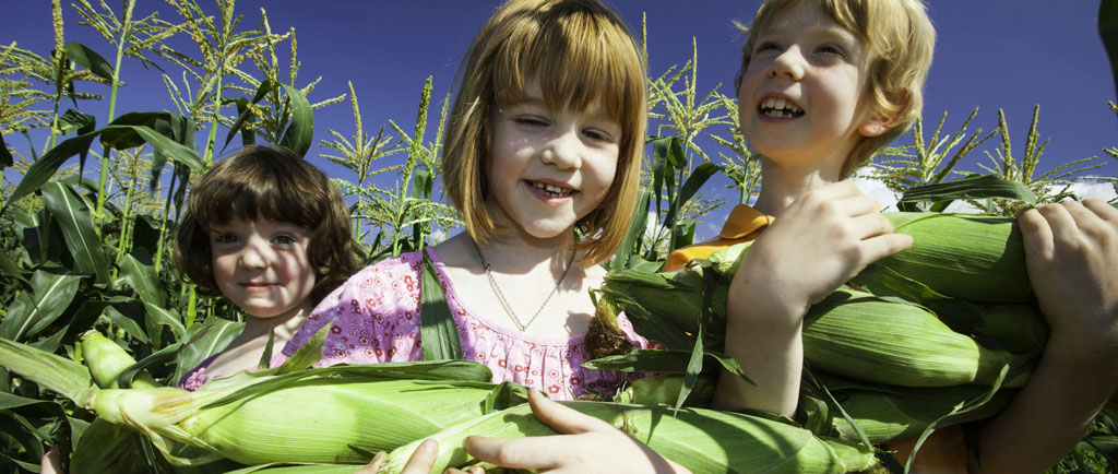 Colour photograph of three children in a corn field holding ears of corn.