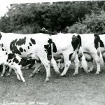 Dairy Herd at the Agassiz Dominion Experimental Farm
